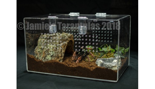 8 x 8 x 14"  Adult Tarantula Cage - Complete Terrestrial